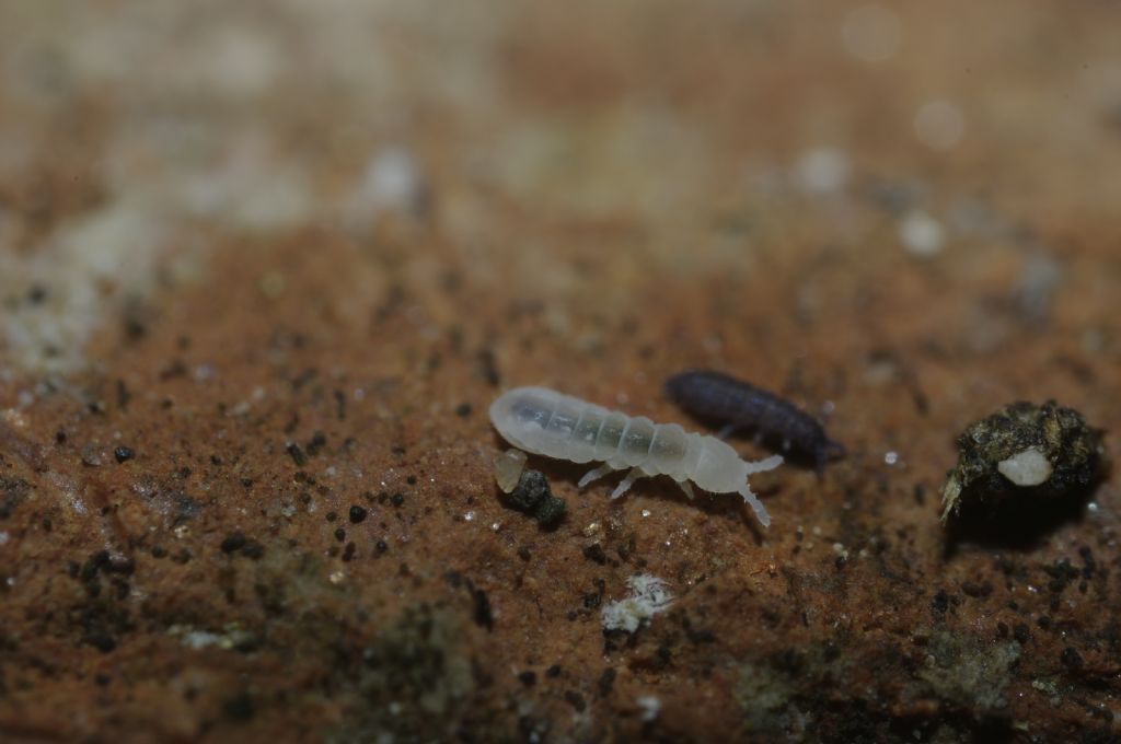 Collemboli bianchi, credo della famiglia Onychiuridae